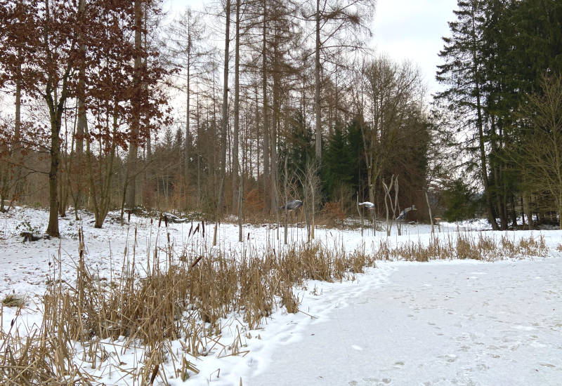 Schneebedeckte Landschaft mit Bäumen und Schilfrohr.
