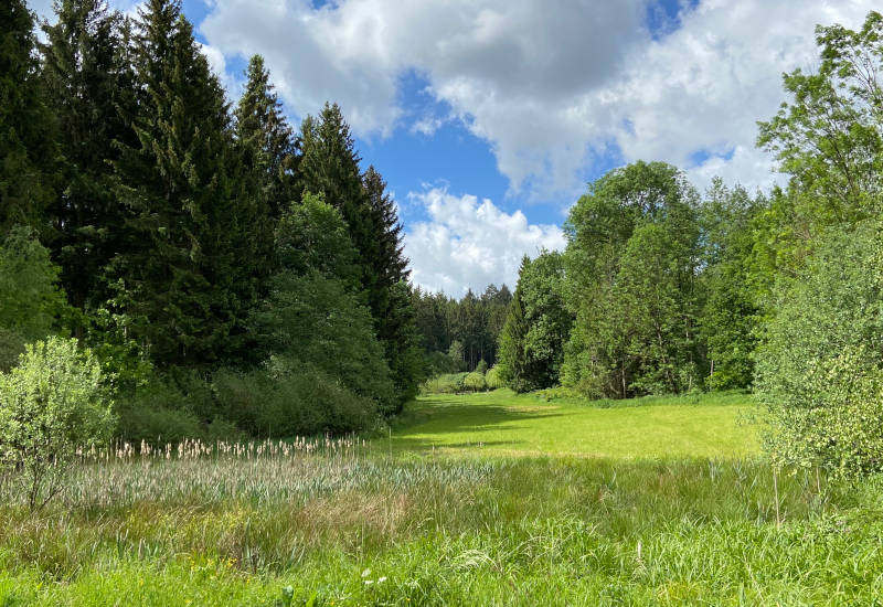 Grüne Wiese umgeben von Bäumen und blauem Himmel.