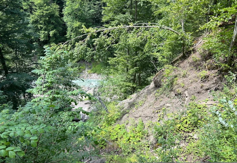 Grüner Waldhang mit dichtem Laub, darunter ein bläulicher Flussabschnitt zwischen Bäumen und Gestrüpp
