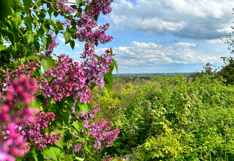 Panoramablick mit rosafarbenen Blüten im Vordergrund