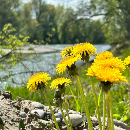 Entlang der Isar östlich von Freising