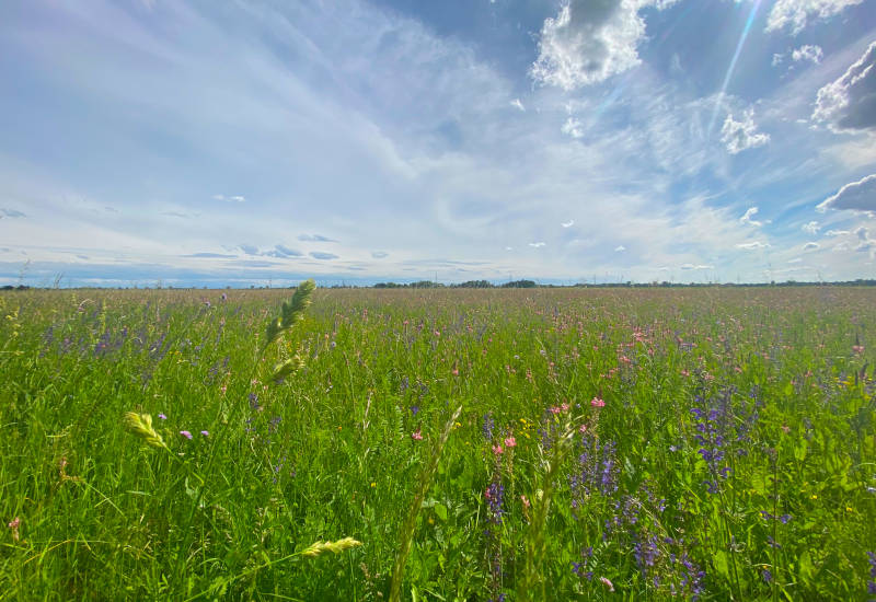 Blühende Wiese mit bunten Blumen und blauem Himmel.