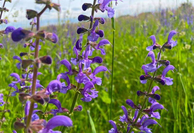 Lila Blumen in einem grünen Feld unter blauem Himmel.
