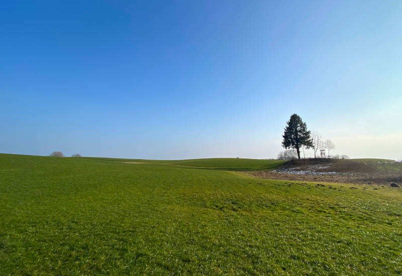 Grüne Wiese mit vereinzelten Bäumen und klarem Himmel.