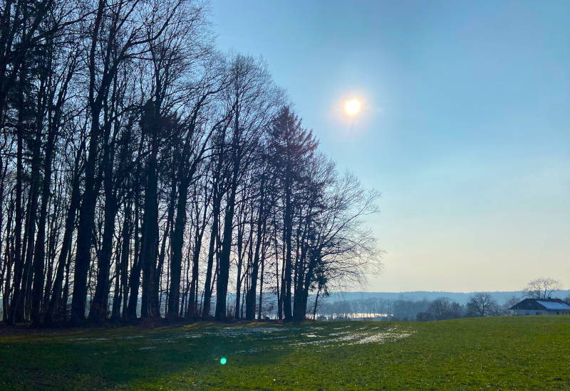 Baumreihe vor blauem Himmel und Sonne über Wiese.