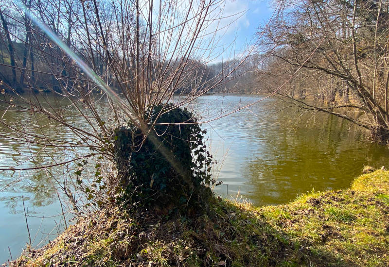 Ufer eines ruhigen Gewässers mit Pflanzen und Bäumen.