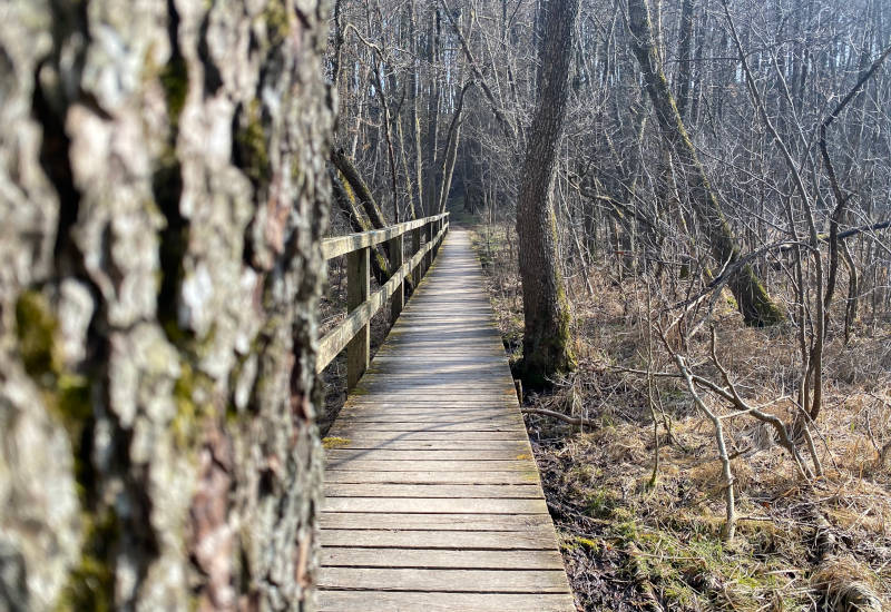 Holzsteg führt durch einen ruhigen, bewaldeten Bereich.