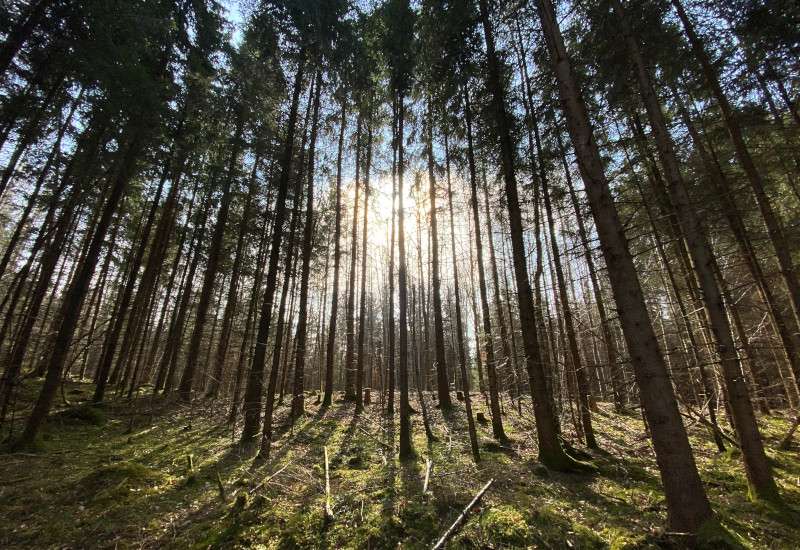 Sonnenstrahlen scheinen durch hohe Bäume im Wald.