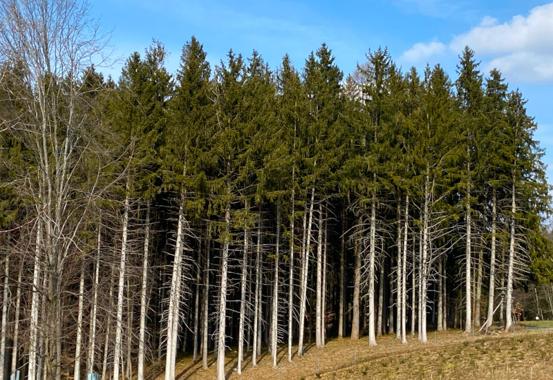 Dichte Baumreihe mit Nadelbäumen und blauem Himmel.
