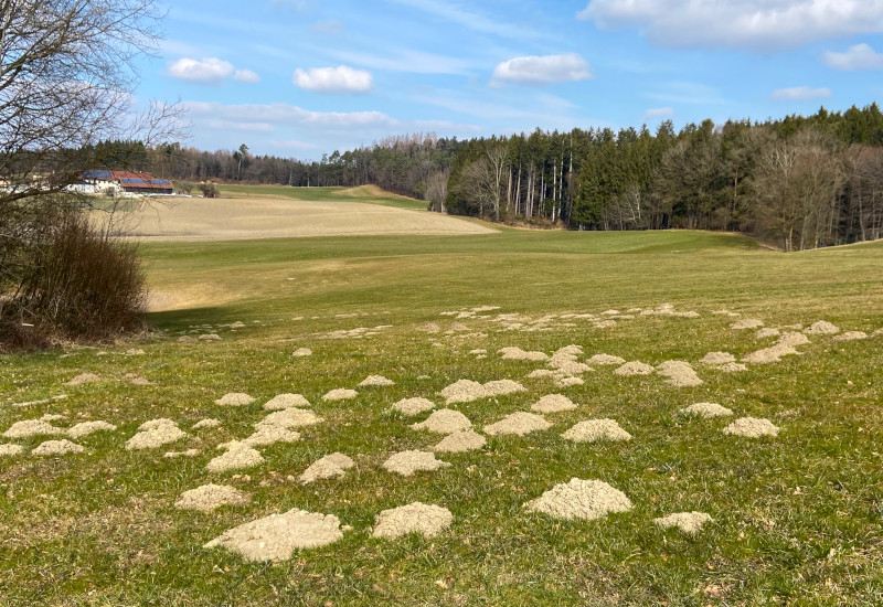 Hügel aus Erde auf einer Wiese mit Bäumen im Hintergrund.