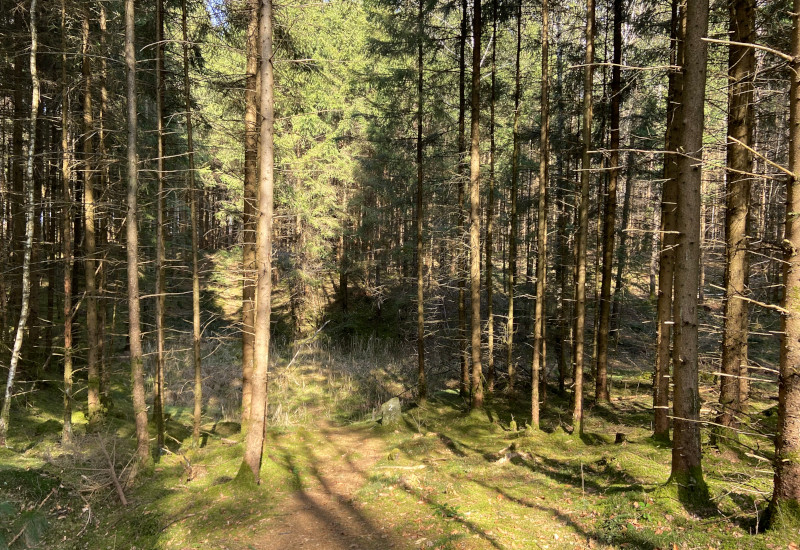 Waldweg zwischen hohen, grünen Bäumen und moosigem Boden.