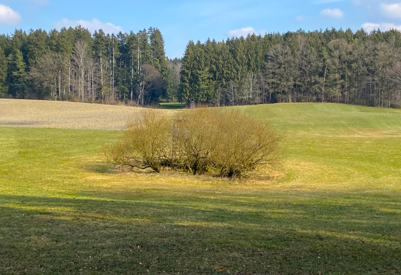 Grüne Wiese mit Strauch und Wald im Hintergrund.