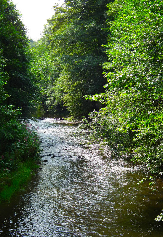 Ein ruhiger Fluss umgeben von üppigem Grün.