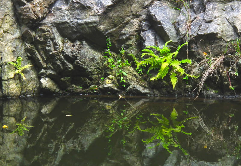 Farn und Felsen spiegeln sich im ruhigen Wasser.