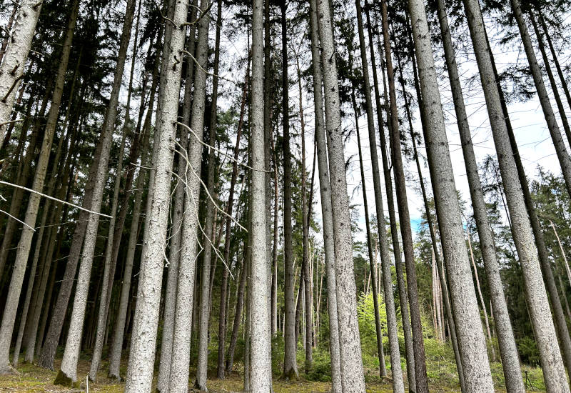 Dichte Baumreihe in einem Wald mit frischem Grün.