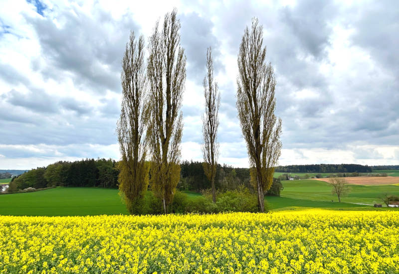 Gelbes Rapsfeld mit hohen Bäumen und bewölktem Himmel.