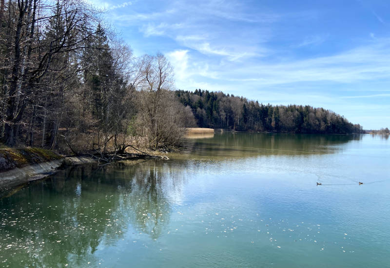 Ruhiger See mit Bäumen und Enten unter blauem Himmel.