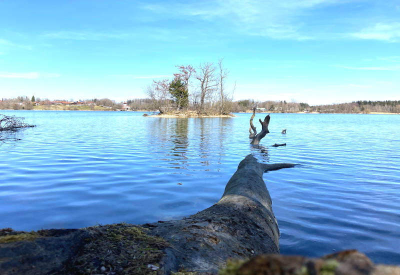 Ruhiger See mit Baumstamm und kleiner Insel im Hintergrund.