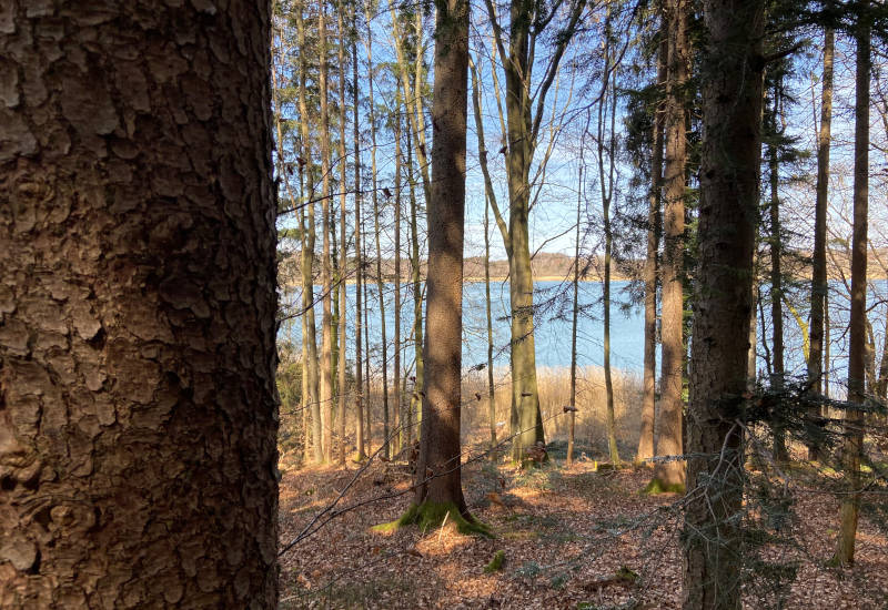 Blick durch Bäume auf einen See im Wald.