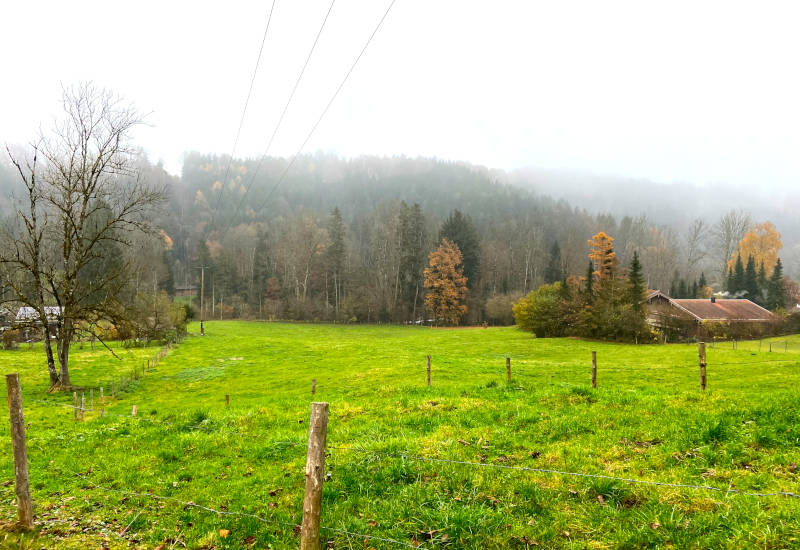 Grüne Wiese mit Bäumen und nebligem Wald im Hintergrund.