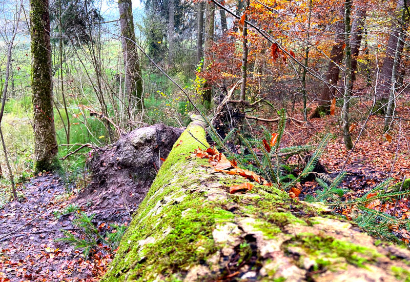 Umgestürzter Baum im Wald mit buntem Laub und Moos.