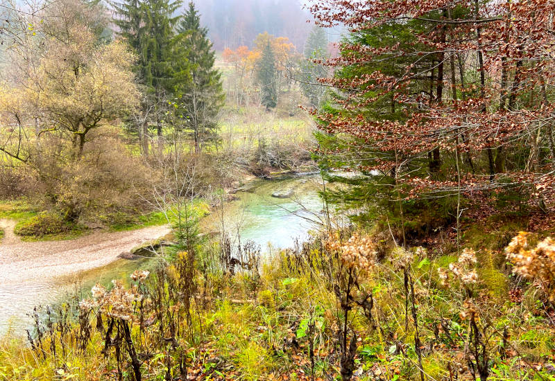 Flusslandschaft mit Bäumen und herbstlicher Vegetation.