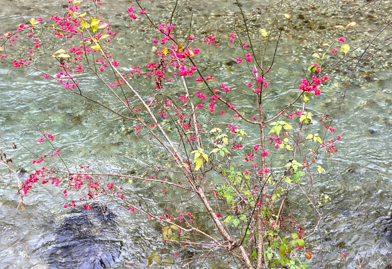 Rosa Blütenzweige wachsen am Ufer eines klaren Gewässers.