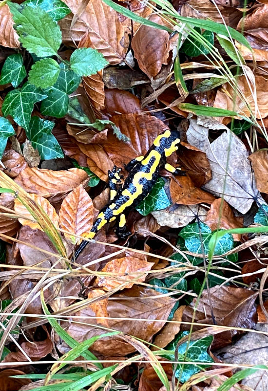 Feuersalamander auf buntem Laub und grünen Blättern.