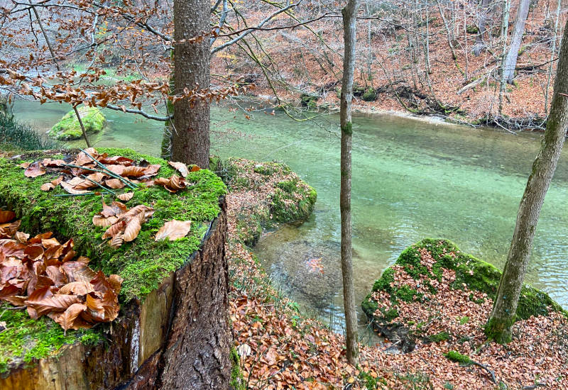Bach mit klaren Wasser, umgeben von Bäumen und Laub.