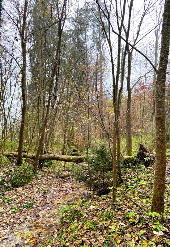 Herbstlicher Wald mit Bäumen, Laub und einem kleinen Bach.