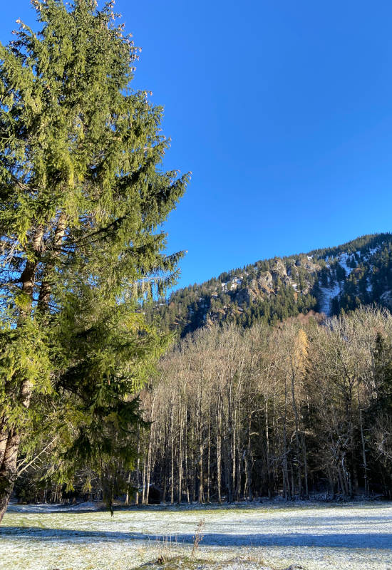 Hohe Bäume vor einem klaren blauen Himmel und Bergen.