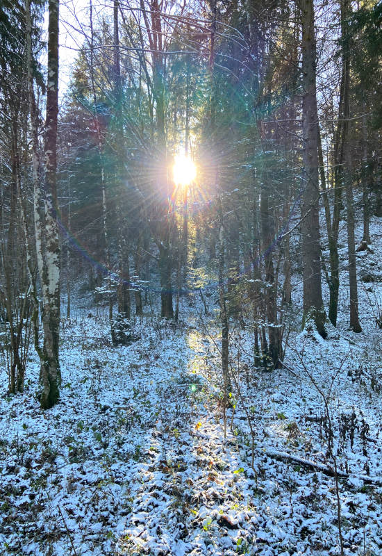 Sonnenstrahlen durch Bäume in verschneitem Wald.