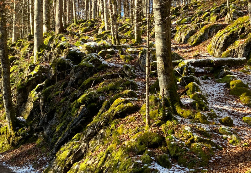 Waldlandschaft mit moosbedeckten Felsen und schneebedecktem Boden.