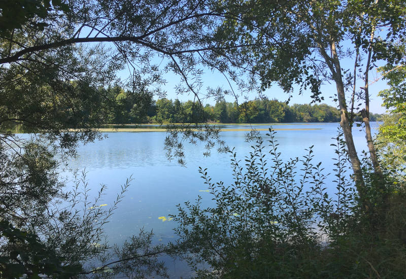 Ruhiger See umgeben von Bäumen und Sträuchern.