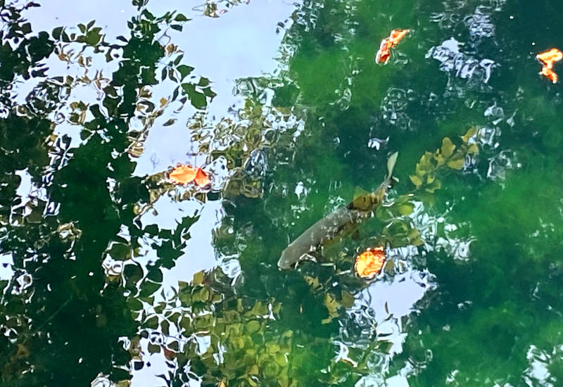 Fisch schwimmt im klaren Wasser zwischen Blättern und Seerosen.