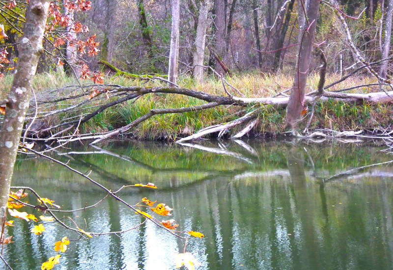 Ruhiger Fluss mit reflektierenden Bäumen und herbstlichen Blättern.