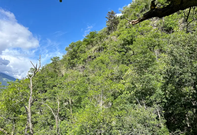 Grüne Baumlandschaft an einem Hang unter blauem Himmel.