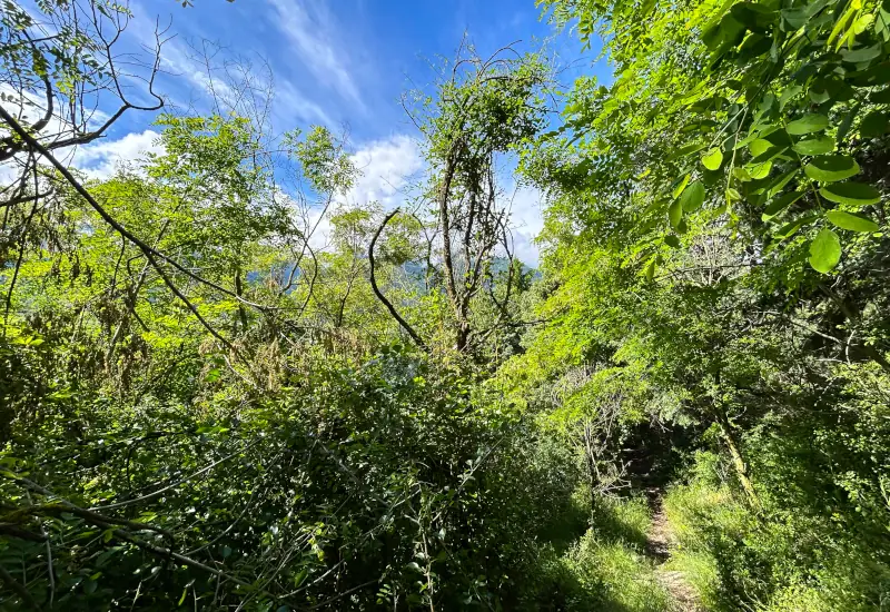 Dichter Wald mit grünen Bäumen und blauem Himmel.