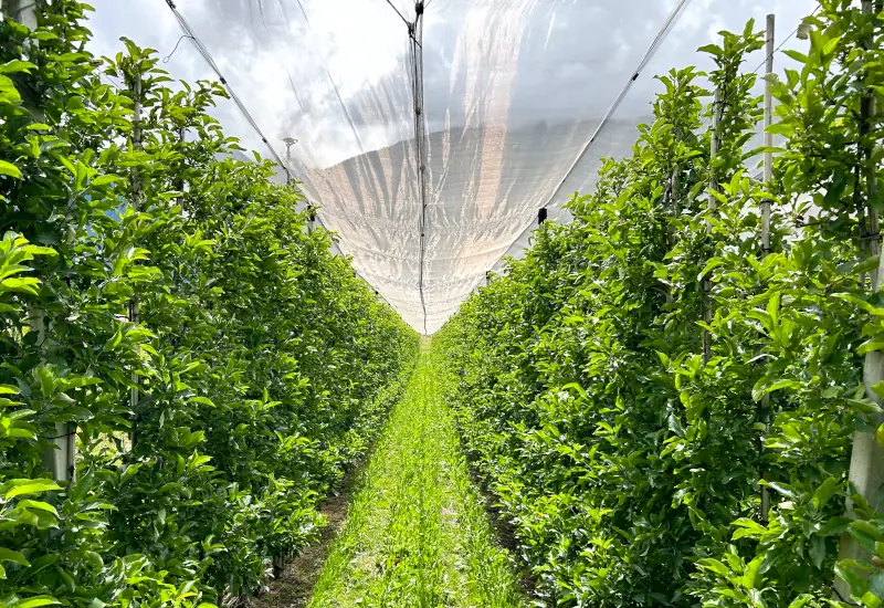 Reihe von Obstbäumen unter einem Schutznetz in einem Feld.
