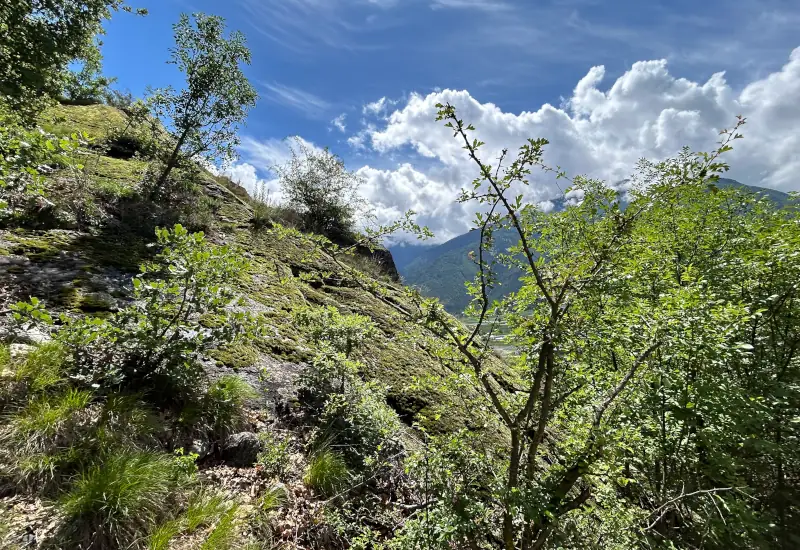 Grüne Landschaft mit Bäumen, Felsen und bewölktem Himmel.