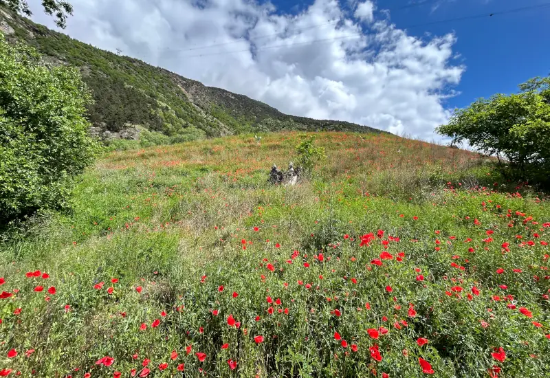 Blühende Wiese mit roten Mohnblumen und bewaldetem Hang.