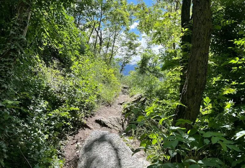 Waldweg zwischen Bäumen und Sträuchern, blauer Himmel sichtbar.
