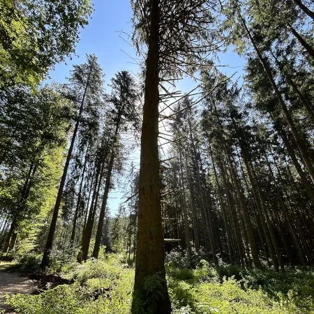 Durch das Reichertshausener Waldwandergebiet