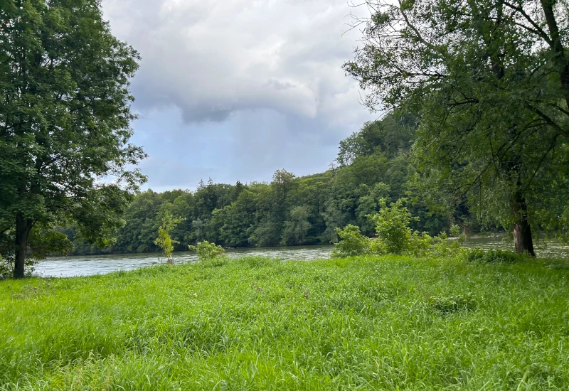 Grüne Wiese am Flussufer, umgeben von Bäumen und Wolken.