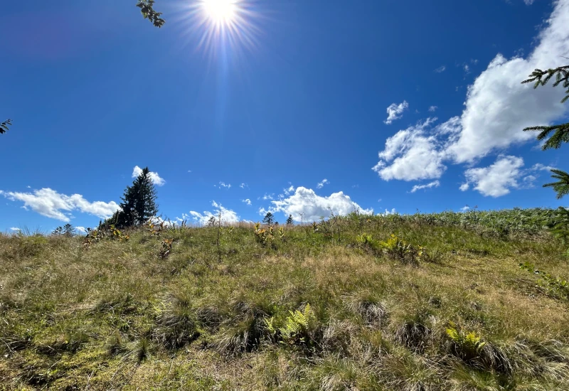Hügel mit Gras, Bäumen und blauem Himmel.