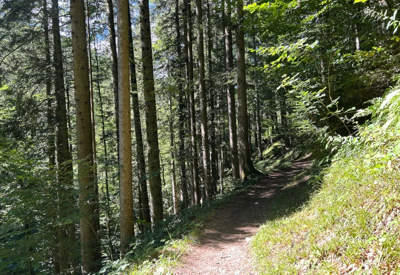 Waldweg zwischen hohen Bäumen und üppigem Grün.