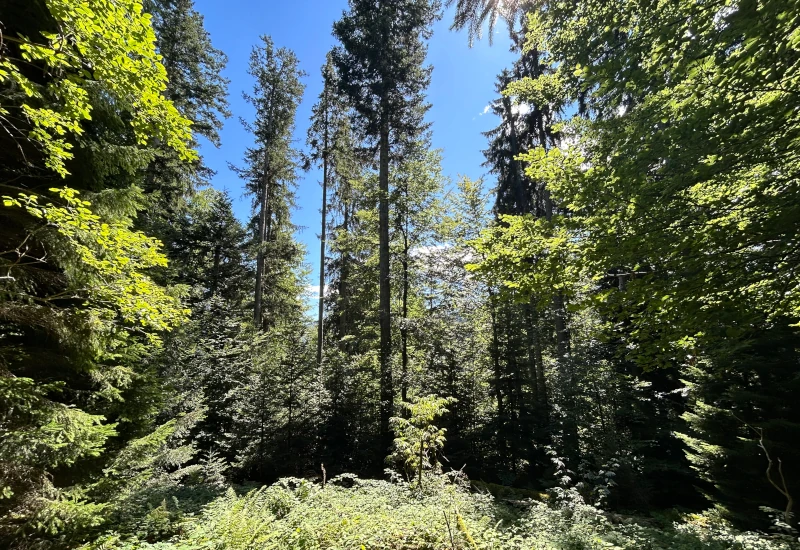 Dichter Wald mit hohen Bäumen und blauem Himmel.