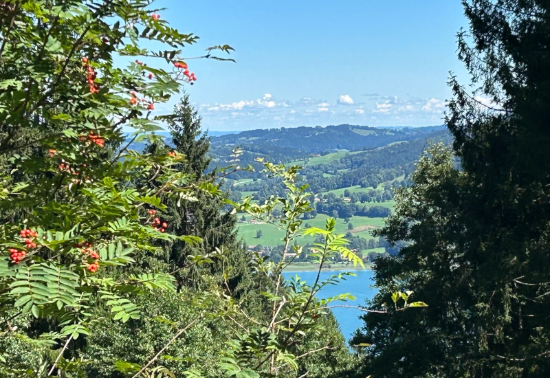 Blick auf einen See umgeben von Bäumen und Bergen.