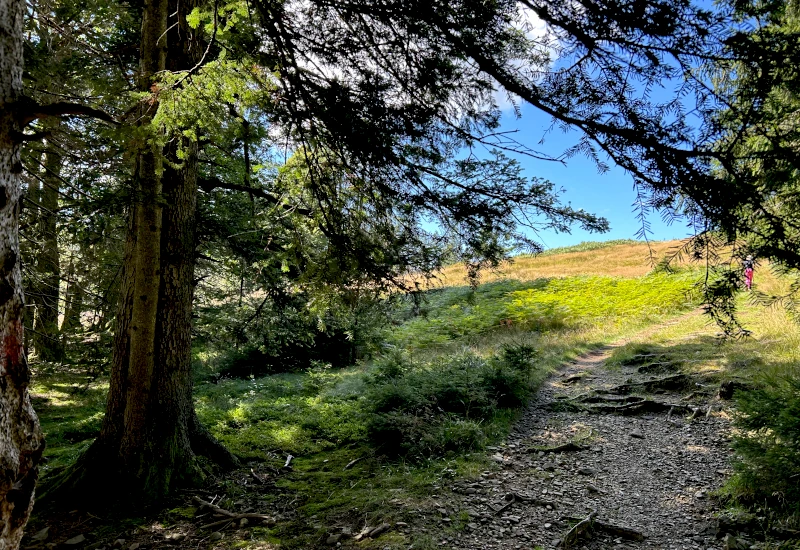 Waldweg mit Bäumen und Wiese im Hintergrund.