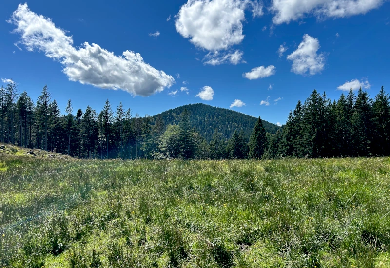 Grüne Wiese mit Bäumen und bewölktem Himmel im Hintergrund.